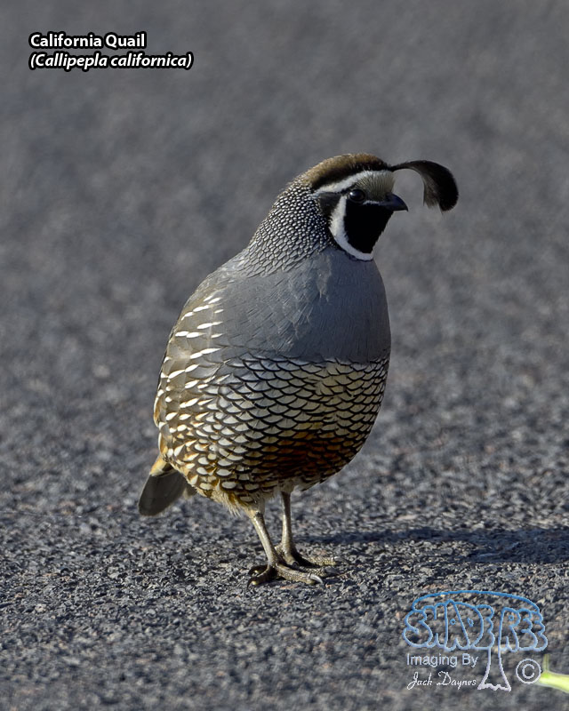 California Quail - Callipepla californica