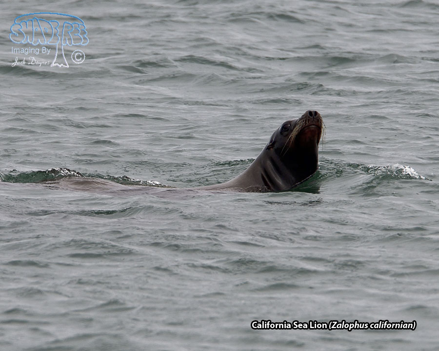 California Sea Lion - Zalophus californianus