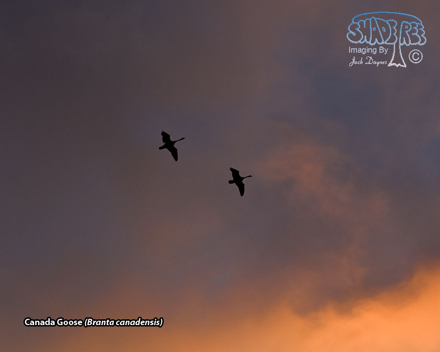Canada Goose - Branta canadensis