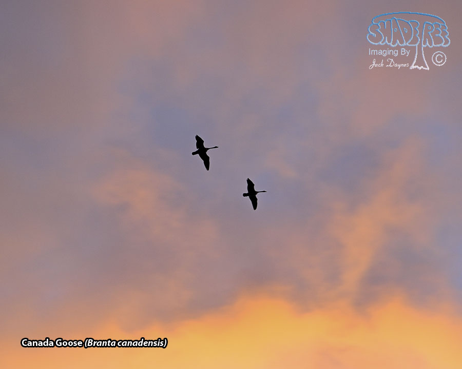 Canada Goose - Branta canadensis