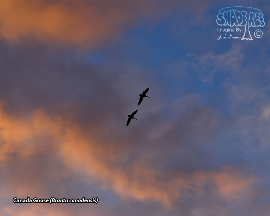 Canada Goose - Branta canadensis