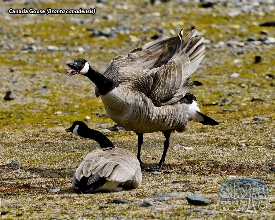 Canada Goose - Branta canadensis