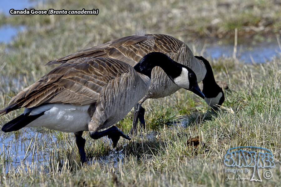 Canada Goose - Branta canadensis
