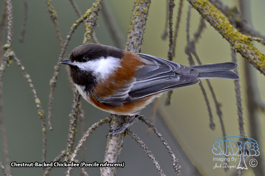 Chestnut-Backed Chickadee - Poecile rufescens