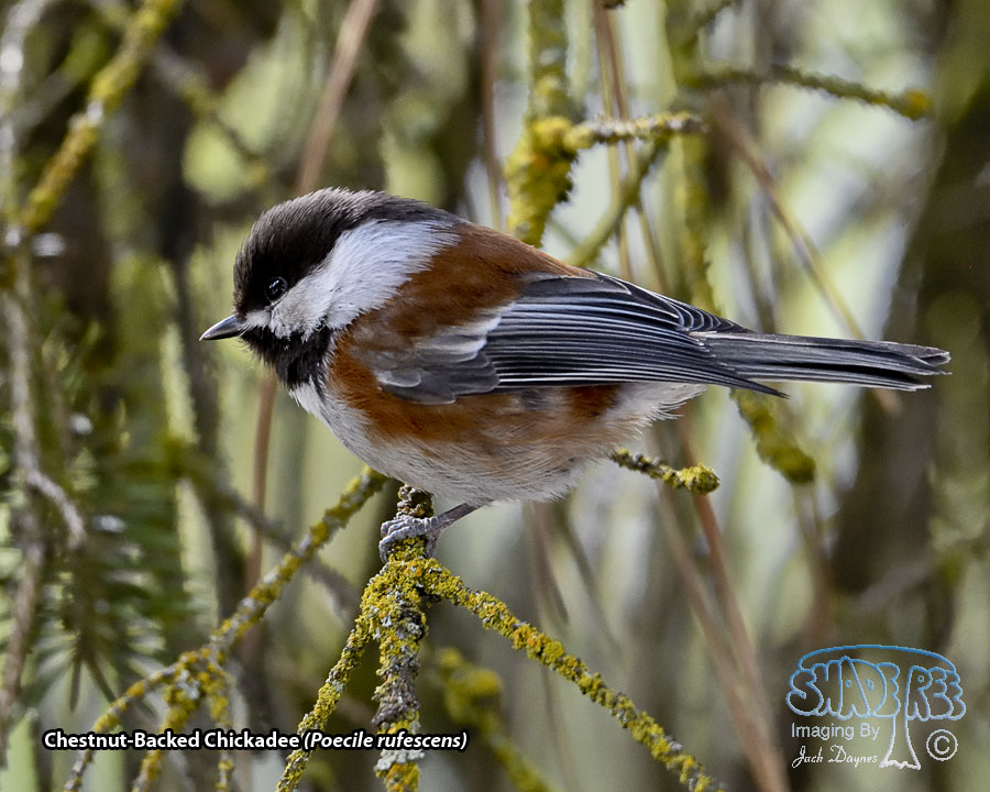 Chestnut-Backed Chickadee - Poecile rufescens