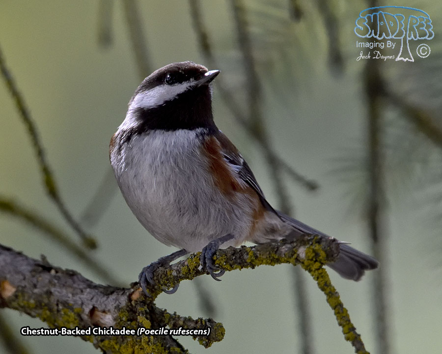 Chestnut-Backed Chickadee - Poecile rufescens