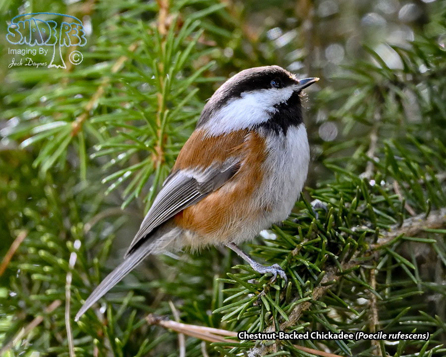 Chestnut-Backed Chickadee - Poecile rufescens