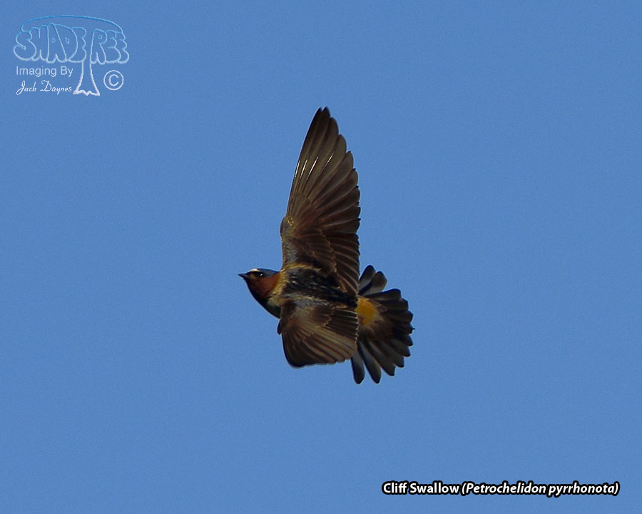 Cliff Swallow - Petrochelidon pyrrhonota