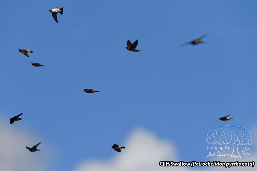 Cliff Swallow - Petrochelidon pyrrhonota