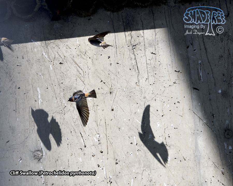 Cliff Swallow - Petrochelidon pyrrhonota