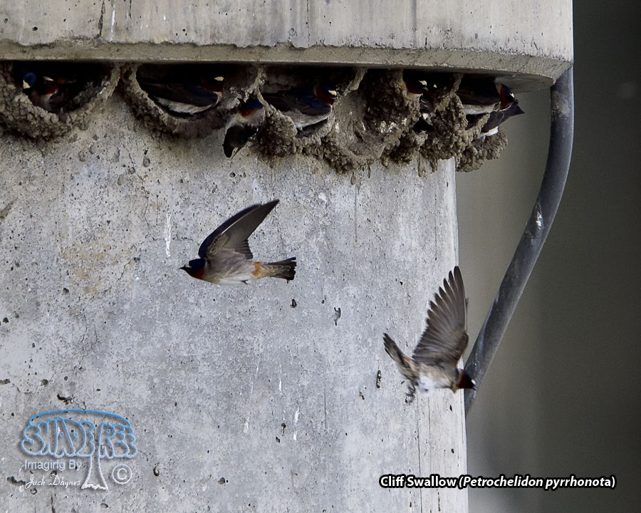 Cliff Swallow - Petrochelidon pyrrhonota
