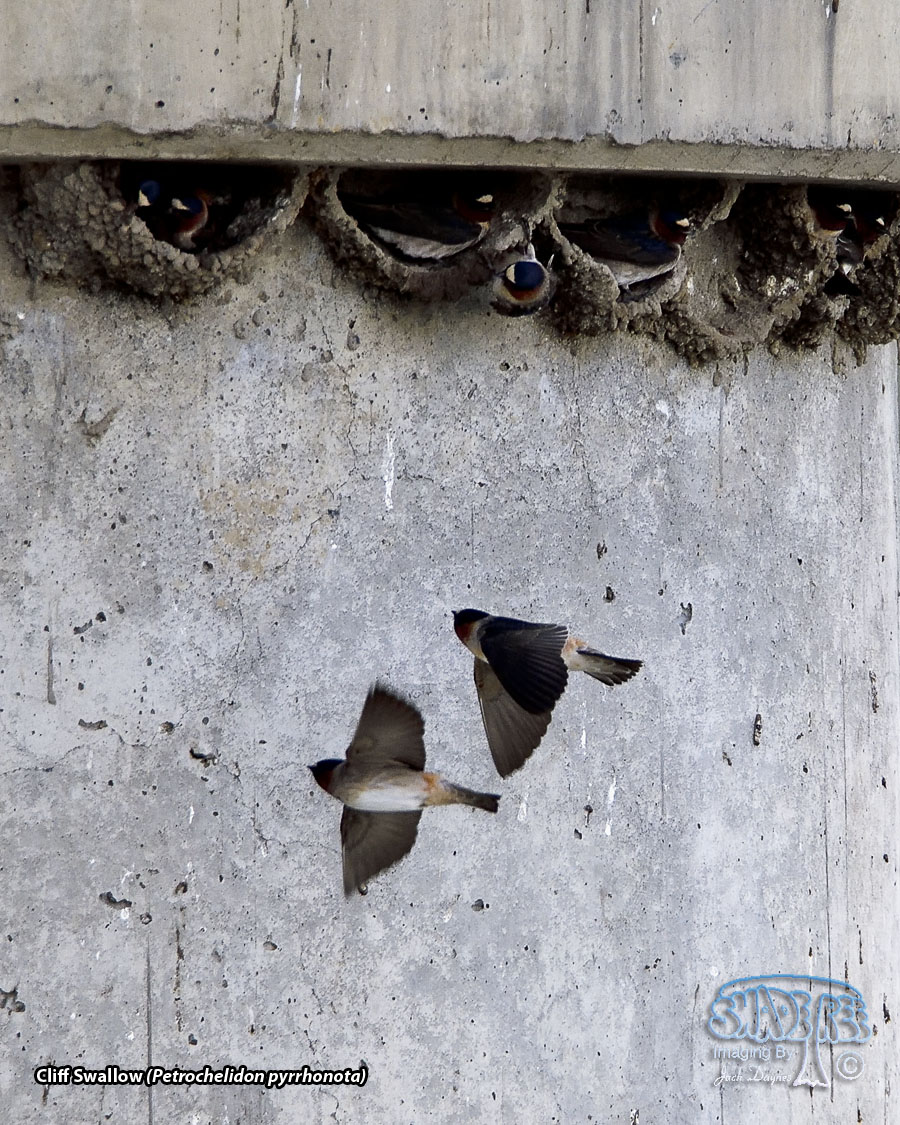 Cliff Swallow - Petrochelidon pyrrhonota