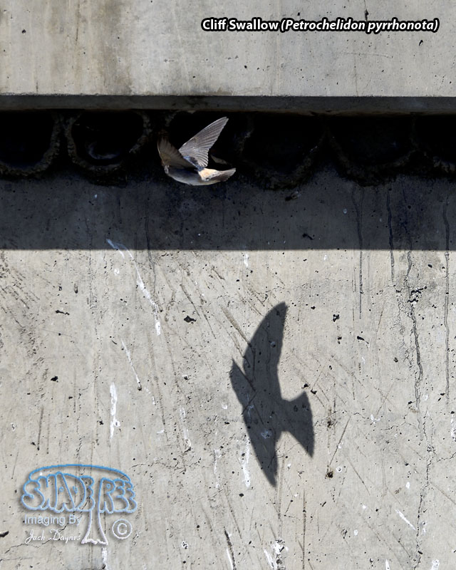 Cliff Swallow - Petrochelidon pyrrhonota