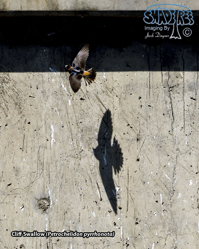 Cliff Swallow - Petrochelidon pyrrhonota