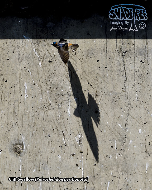 Cliff Swallow - Petrochelidon pyrrhonota