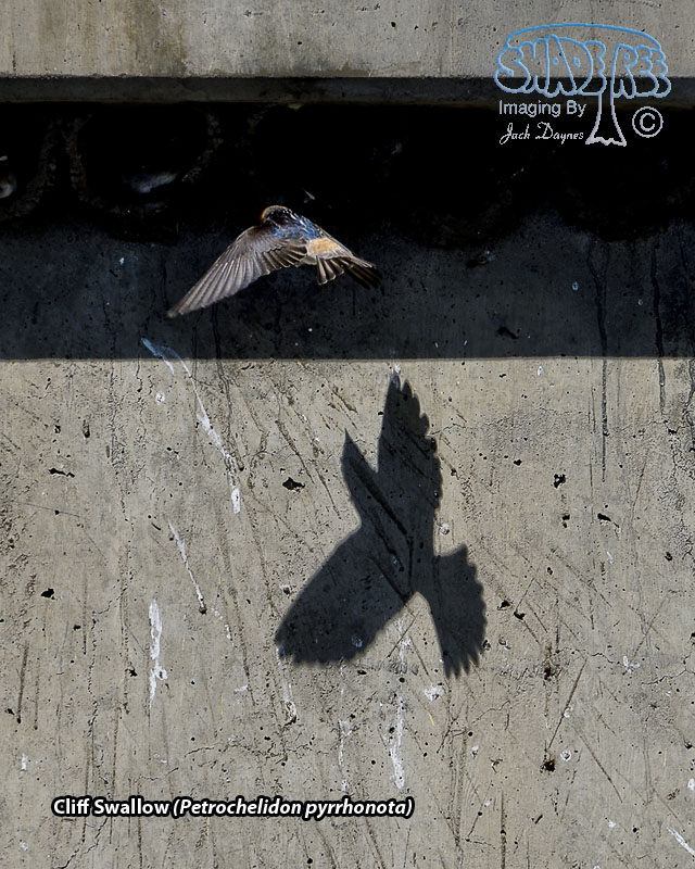 Cliff Swallow - Petrochelidon pyrrhonota