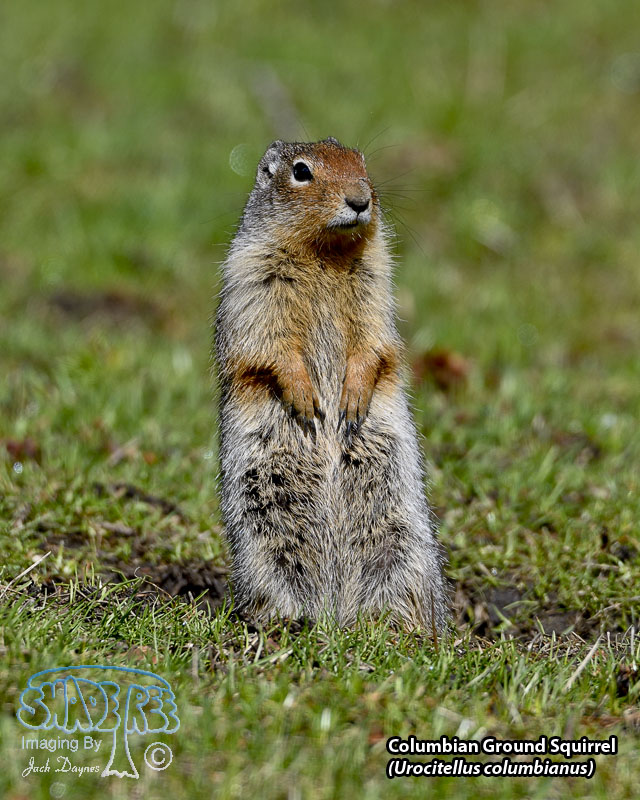 Columbian Ground Squirrel - Urocitellus columbianus