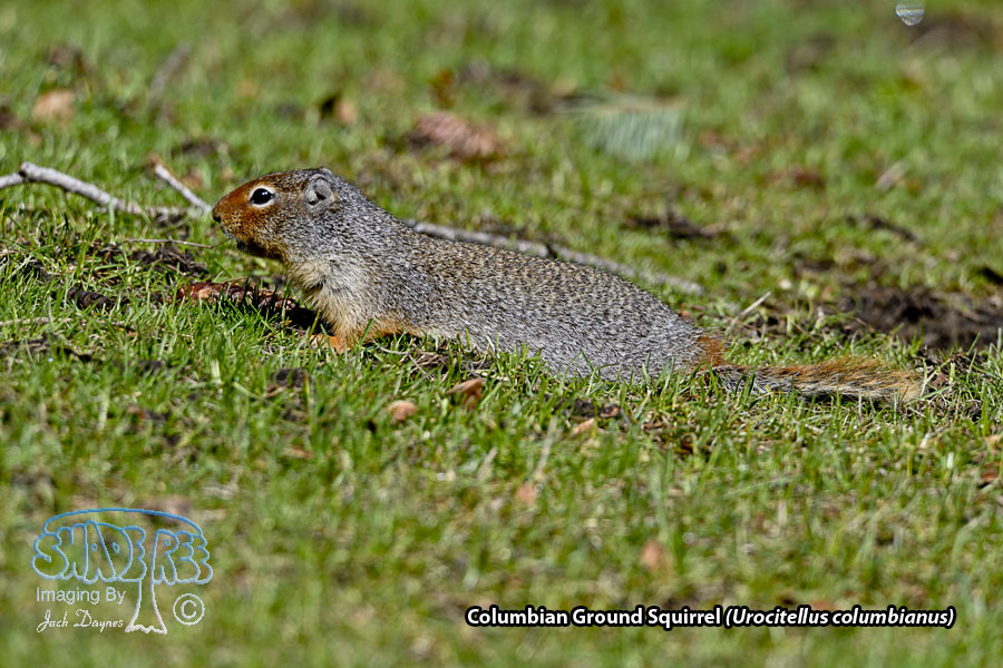 Columbian Ground Squirrel - Urocitellus columbianus