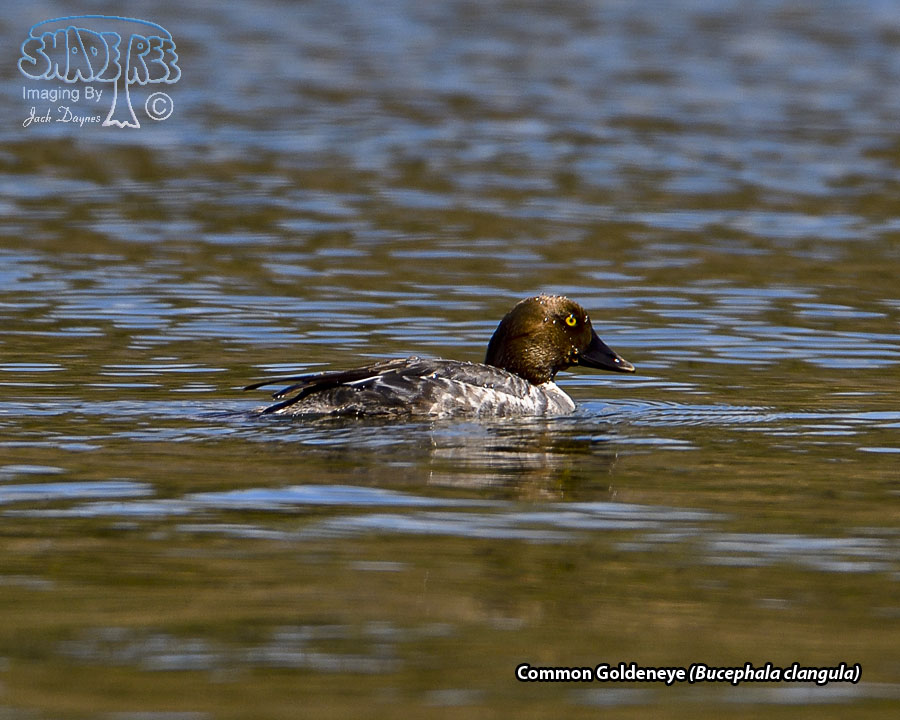Common Goldeneye - Bucephala clangula