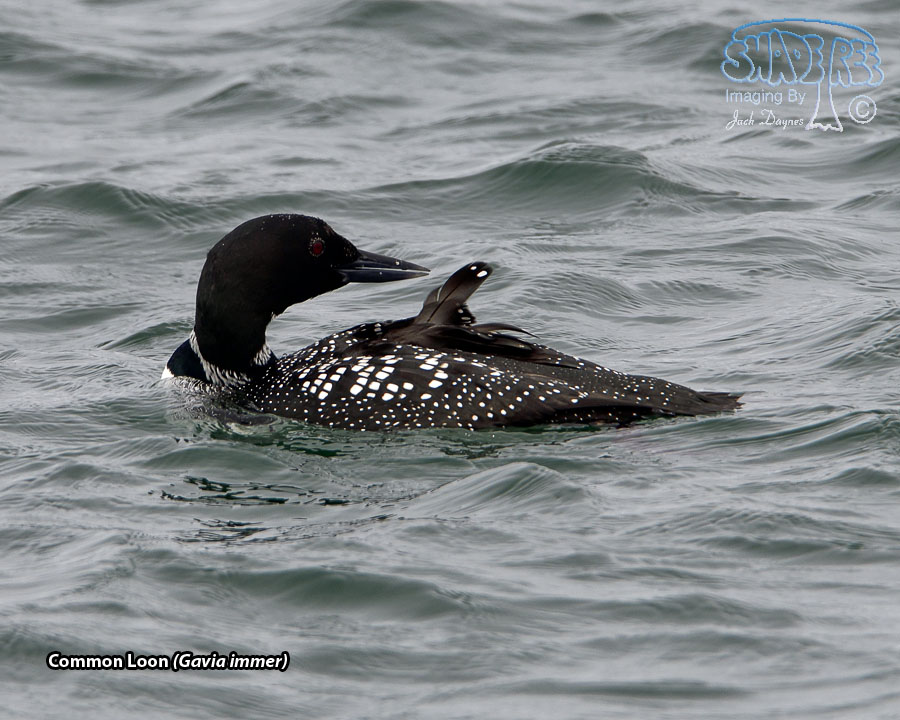 Common Loon - Gavia immer