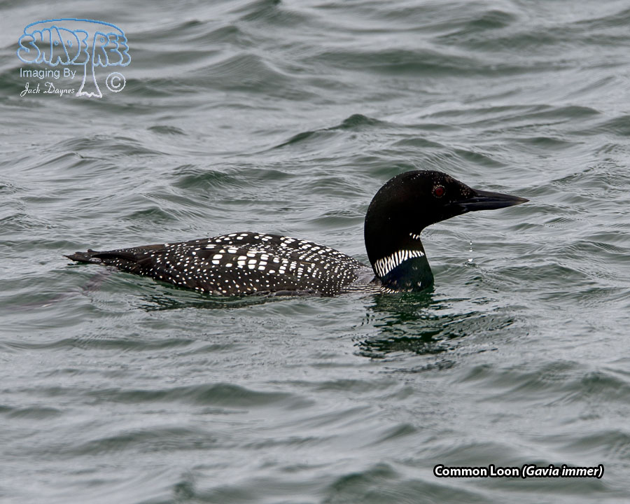 Common Loon - Gavia immer