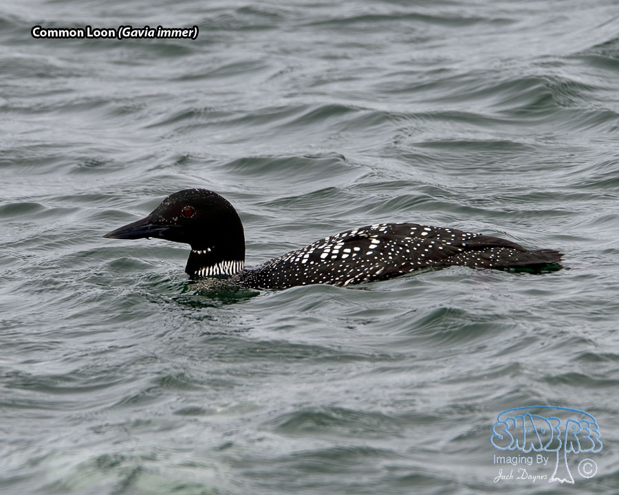Common Loon - Gavia immer