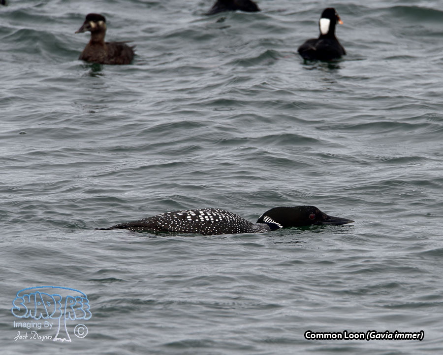 Common Loon - Gavia immer
