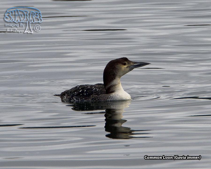 Common Loon - Gavia immer