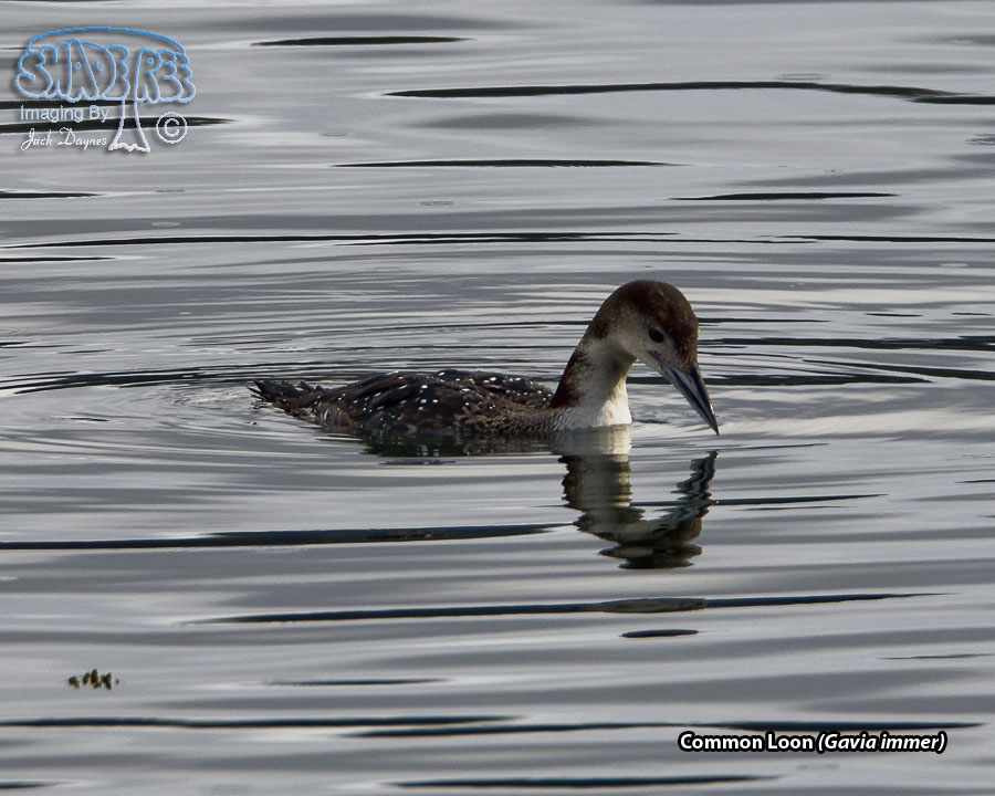 Common Loon - Gavia immer
