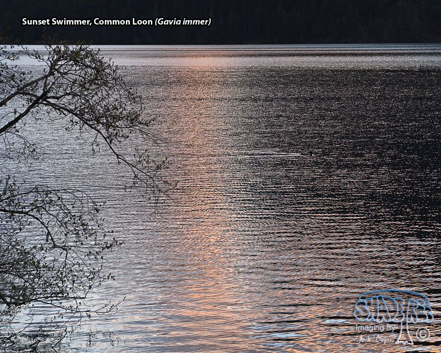 Common Loon - Gavia immer