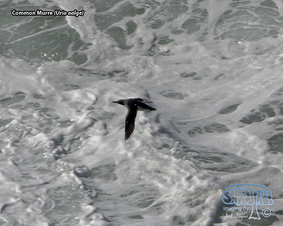 Common Murre - Uria aalge