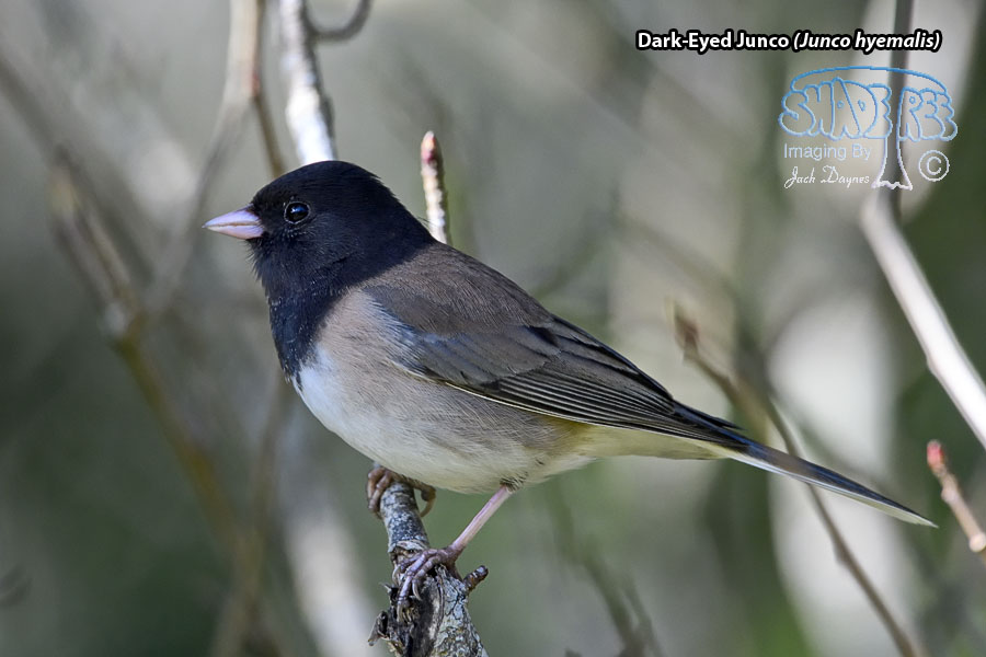 Dark-Eyed Junco - Junco hyemalis