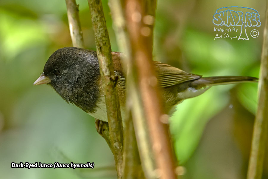Dark-Eyed Junco - Junco hyemalis
