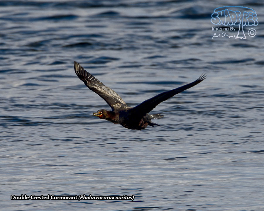 Double-Crested Cormorant - Phalacrocorax auritus