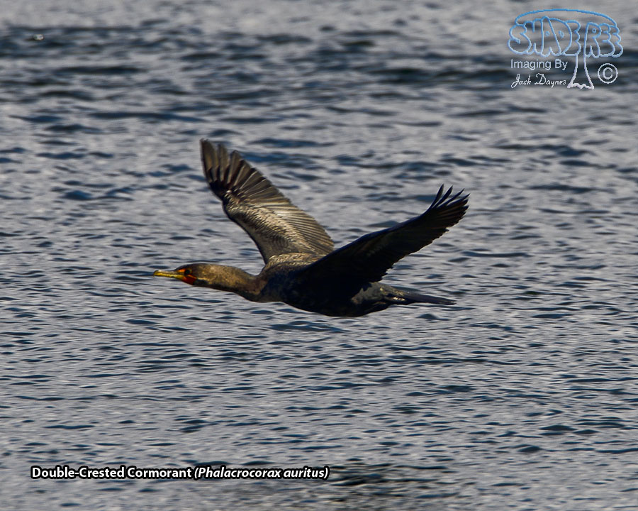Double-Crested Cormorant - Phalacrocorax auritus