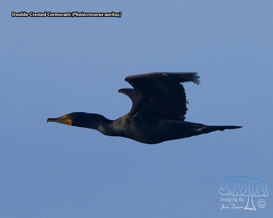 Double-Crested Cormorant - Phalacrocorax auritus