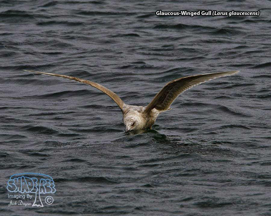Glaucous-Winged Gull - Larus glaucescens