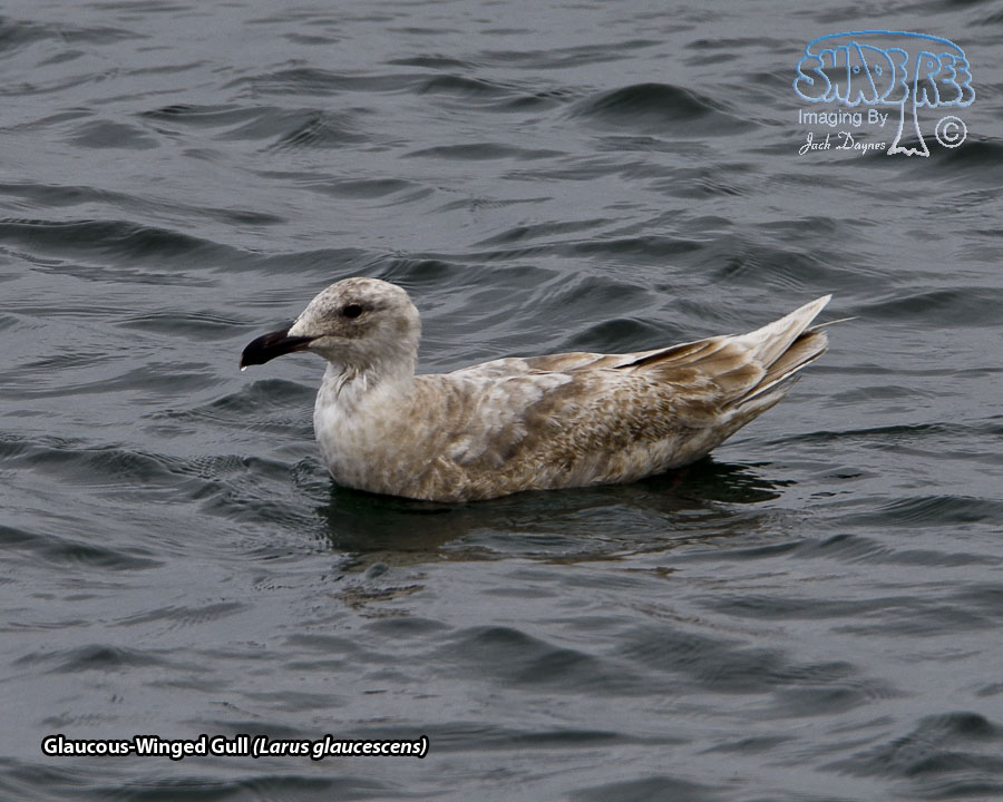 Glaucous-Winged Gull - Larus glaucescens