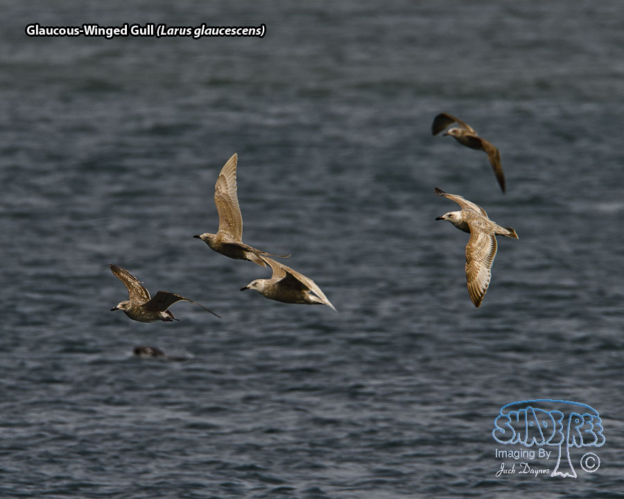 Glaucous-Winged Gull - Larus glaucescens