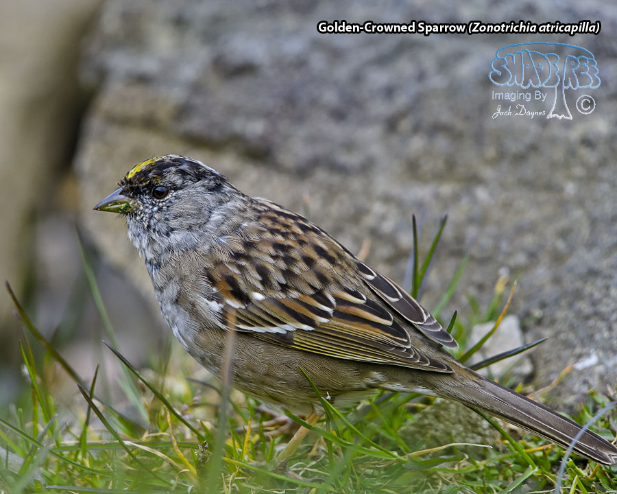 Golden-Crowned Sparrow - Zonotrichia atricapilla
