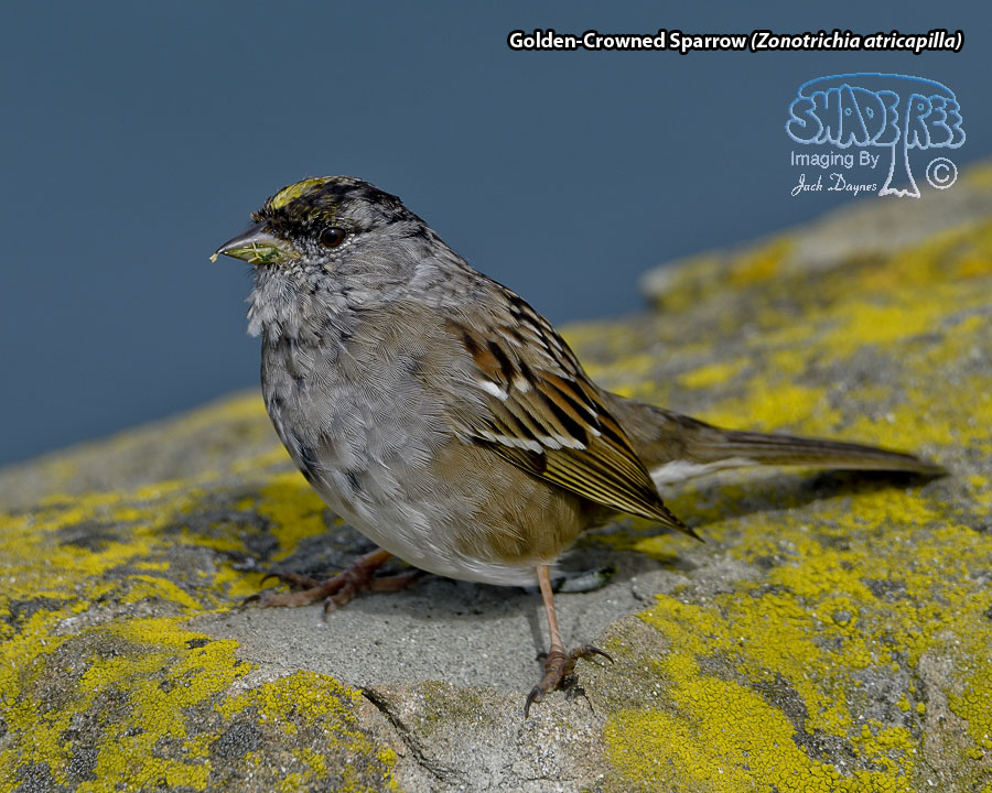 Golden-Crowned Sparrow - Zonotrichia atricapilla