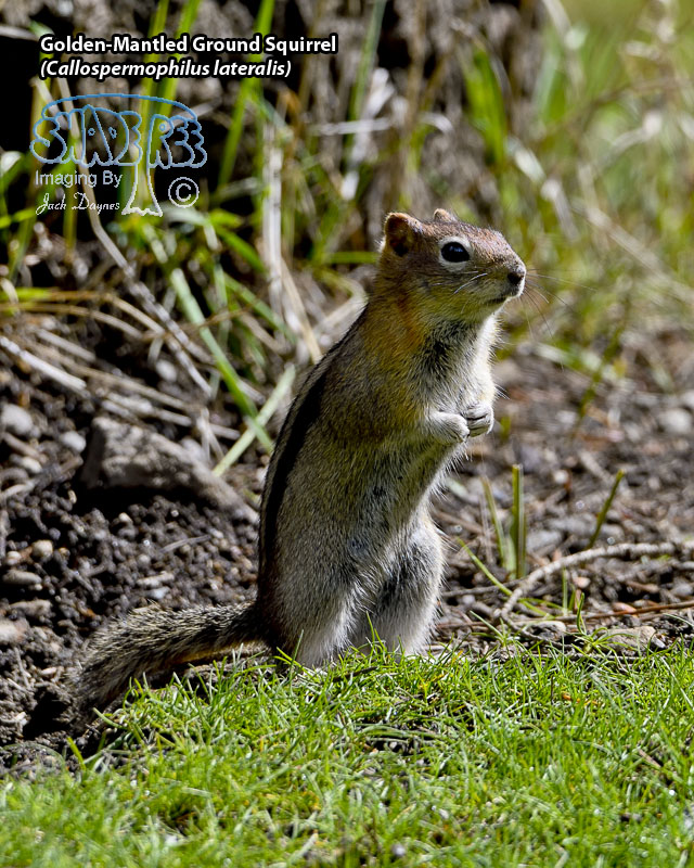 Golden-Mantled Ground Squirrel - Callospermophilus lateralis