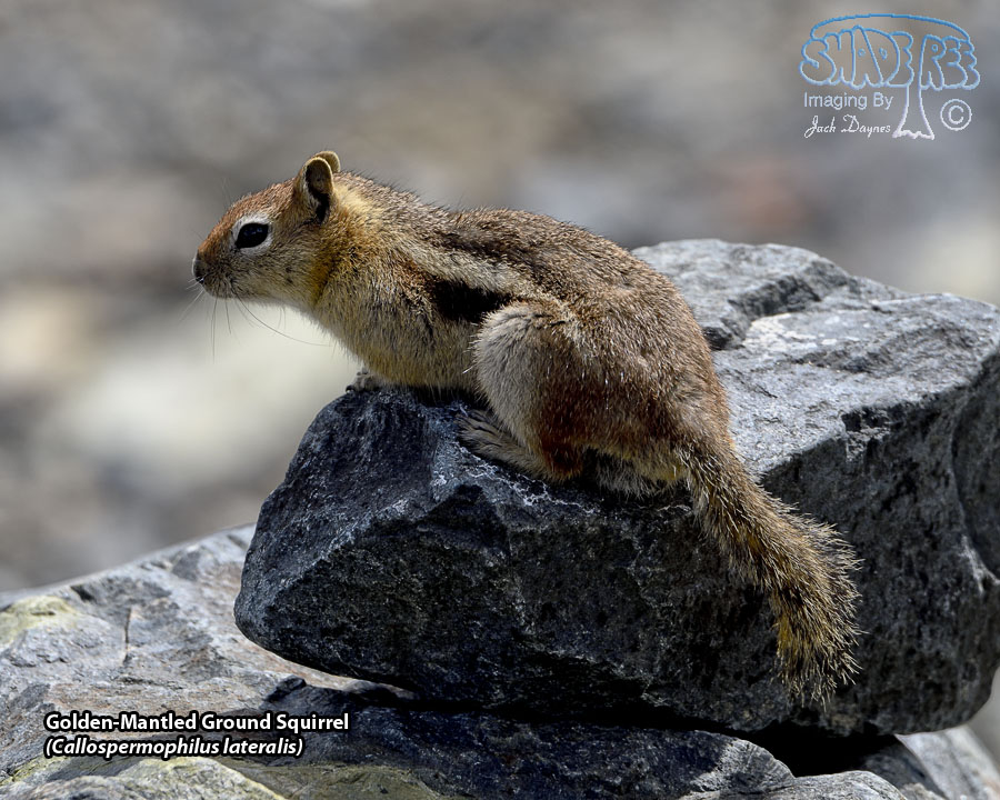 Golden-Mantled Ground Squirrel - Callospermophilus lateralis