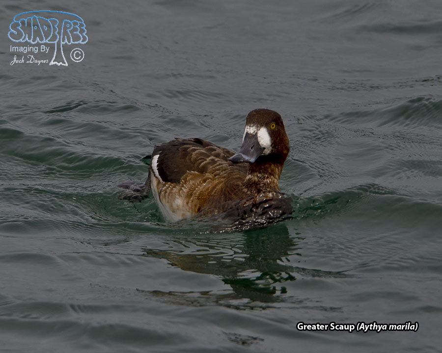 Greater Scaup - Aythya marila