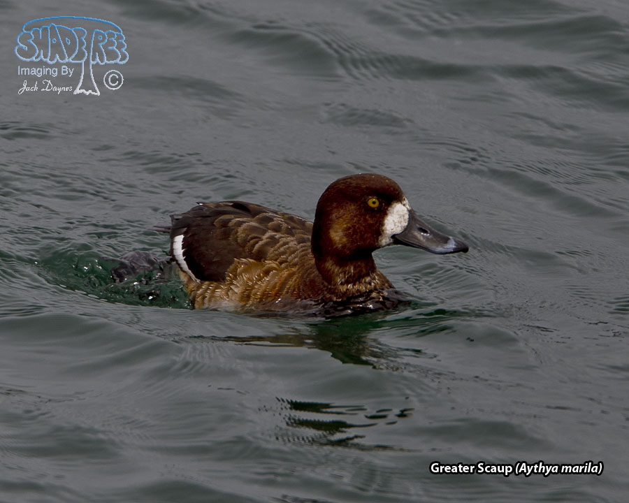 Greater Scaup - Aythya marila