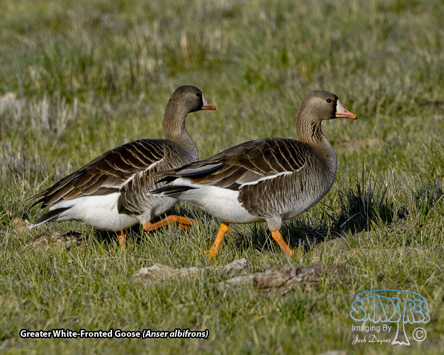 Greater White-Fronted Goose - Anser albifrons