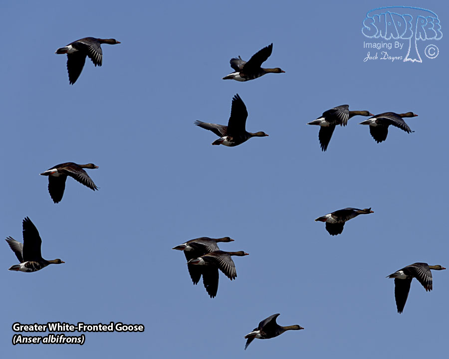 Greater White-Fronted Goose - Anser albifrons