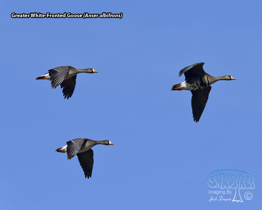 Greater White-Fronted Goose - Anser albifrons