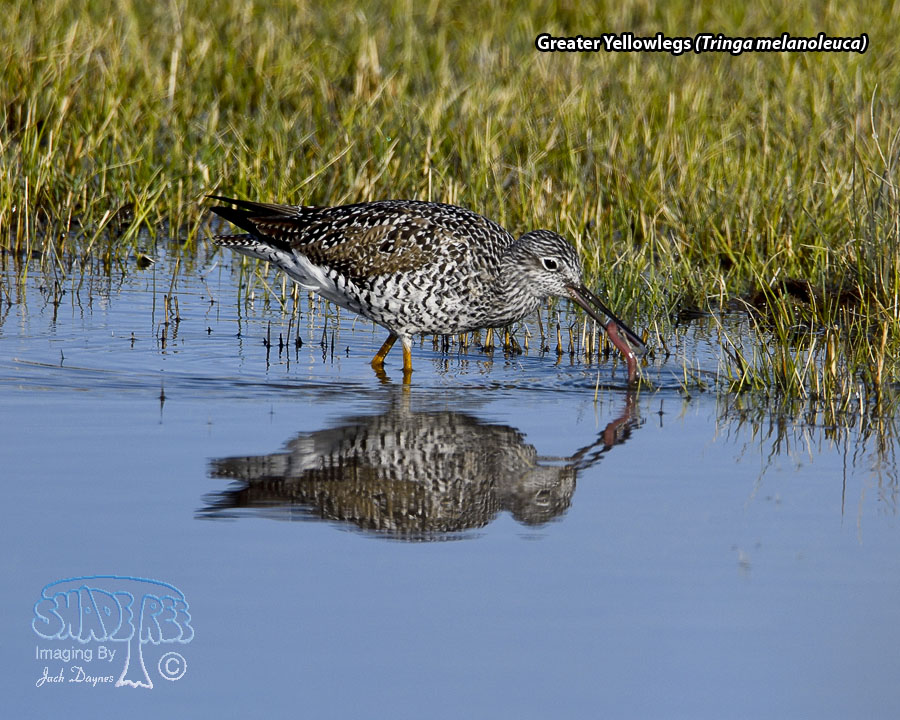 Greater Yellowlegs - Tringa melanoleuca