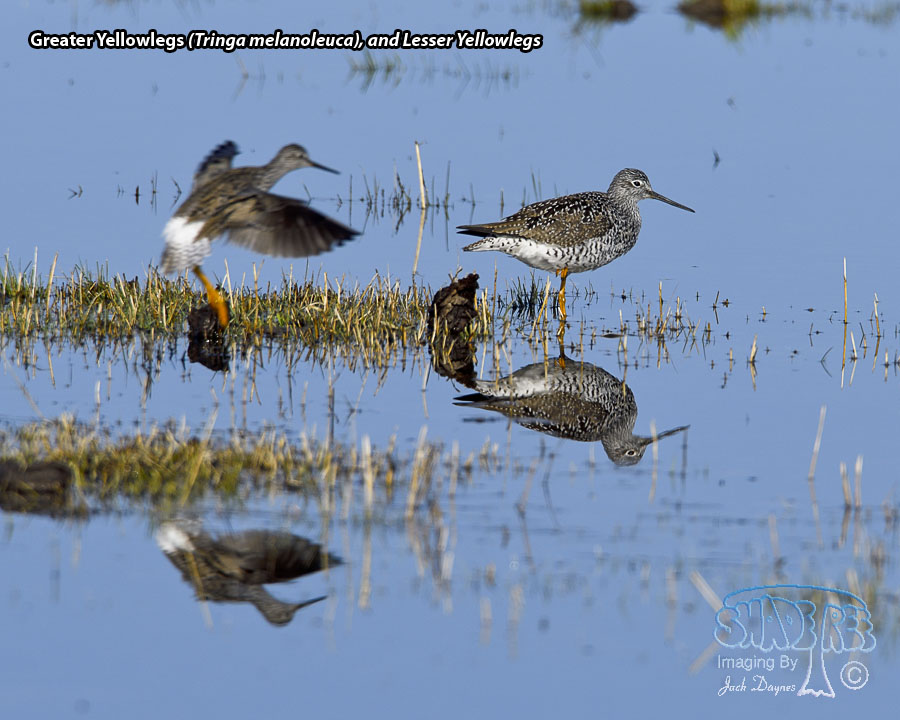 Greater Yellowlegs - Tringa melanoleuca